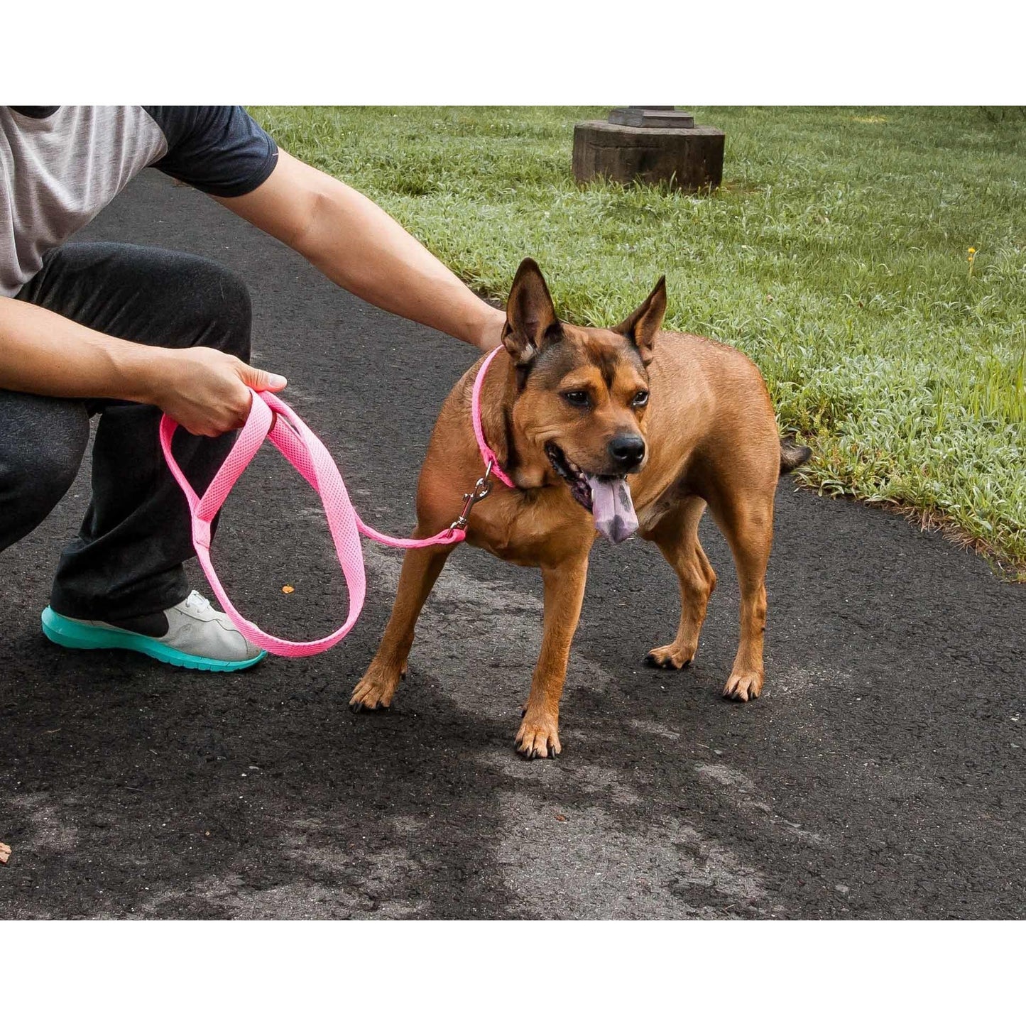 Breathable adjustable dog leash-colla Straps