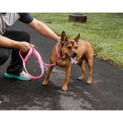 Breathable adjustable dog leash-colla Straps