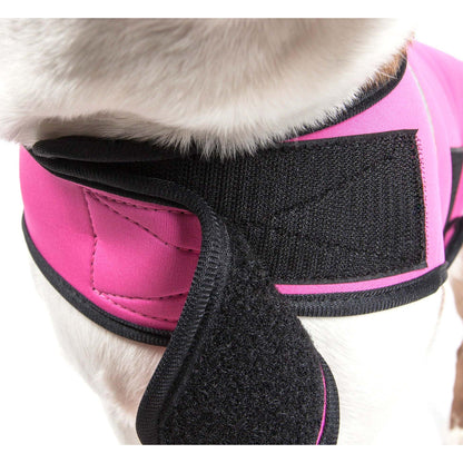 Neoprene adjustable dog coat for recovery and weight loss.