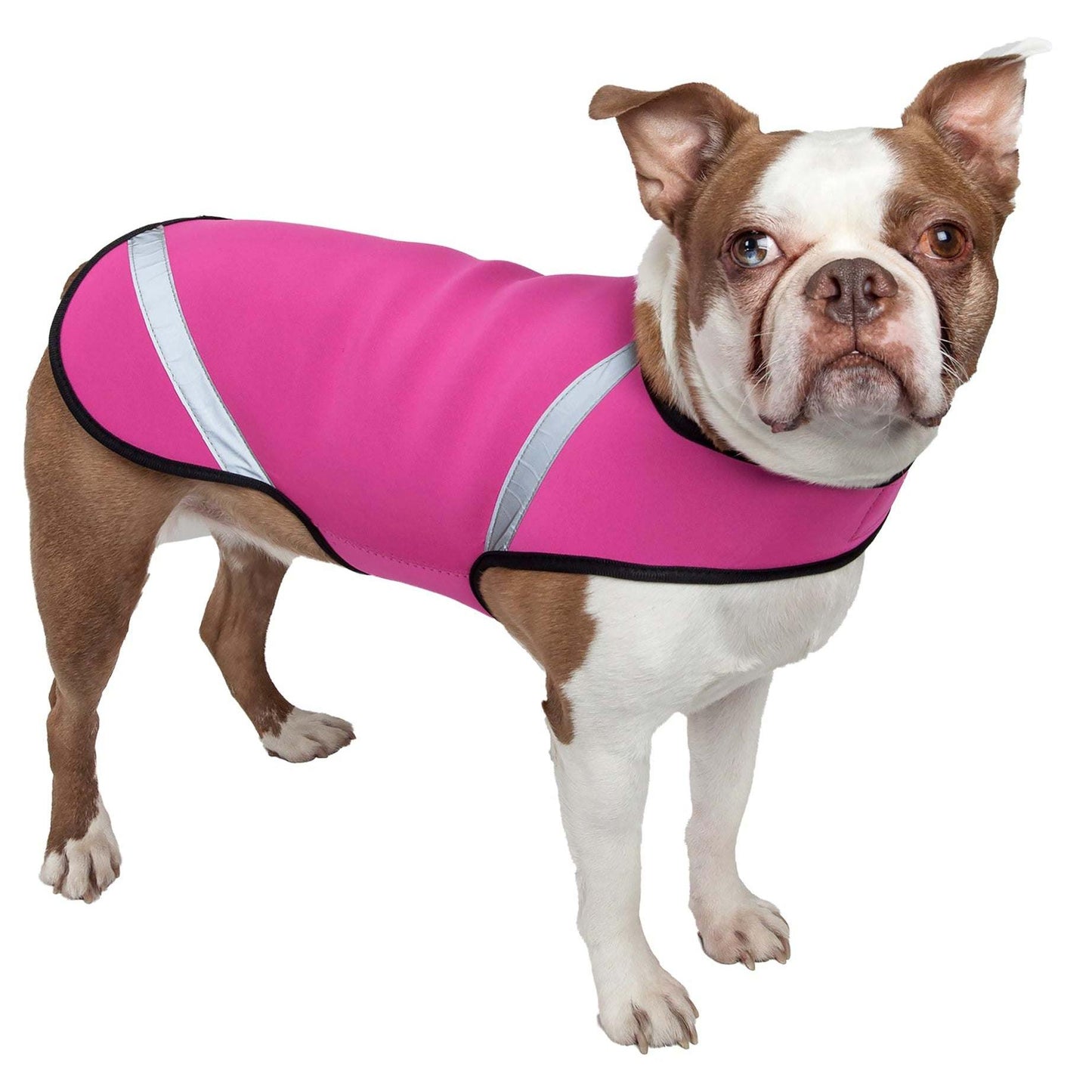 Neoprene adjustable dog coat for recovery and weight loss.