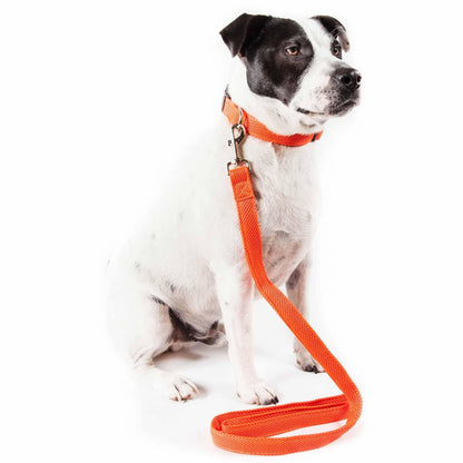 Breathable adjustable dog leash-colla Straps