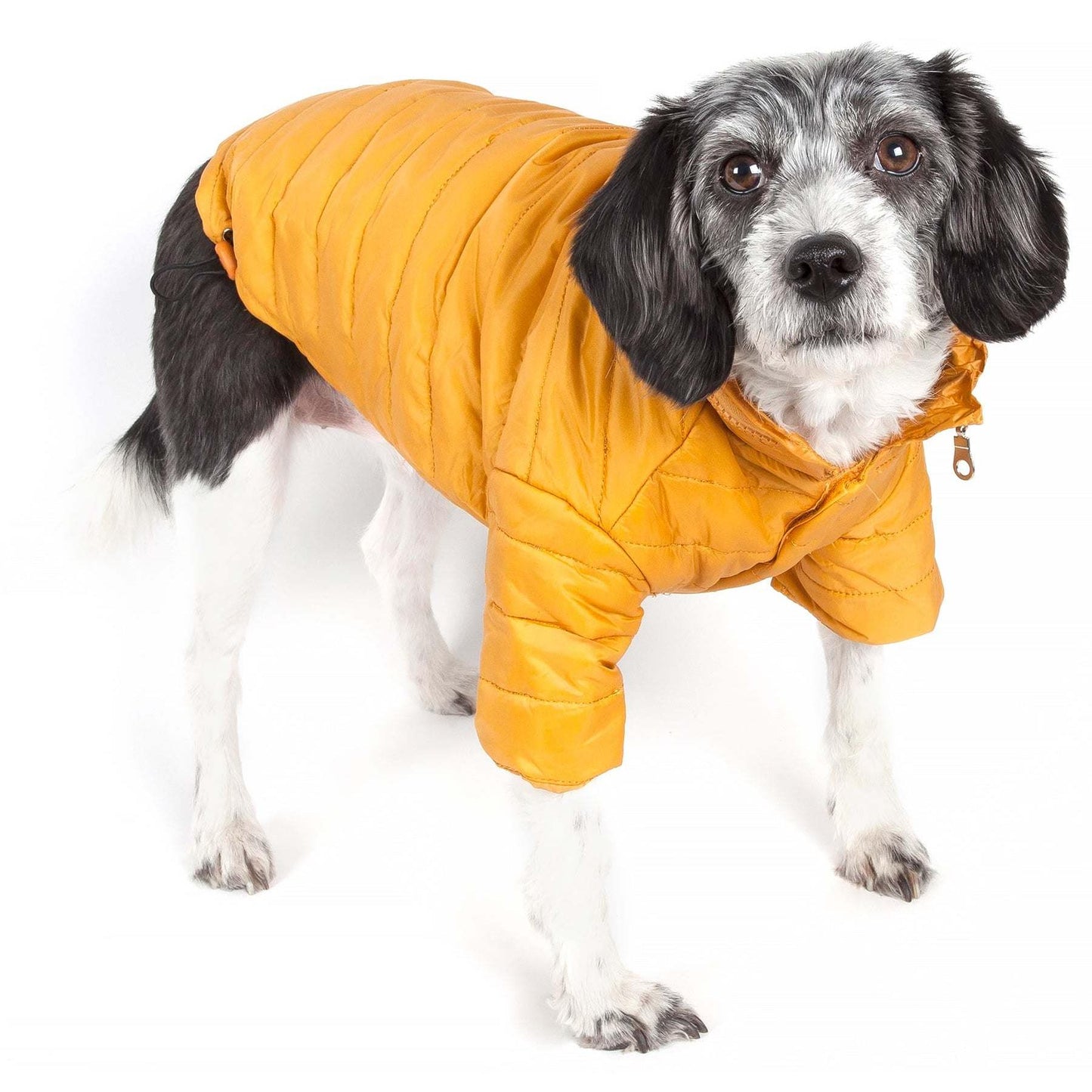 Sporty pet coat with adjustable features