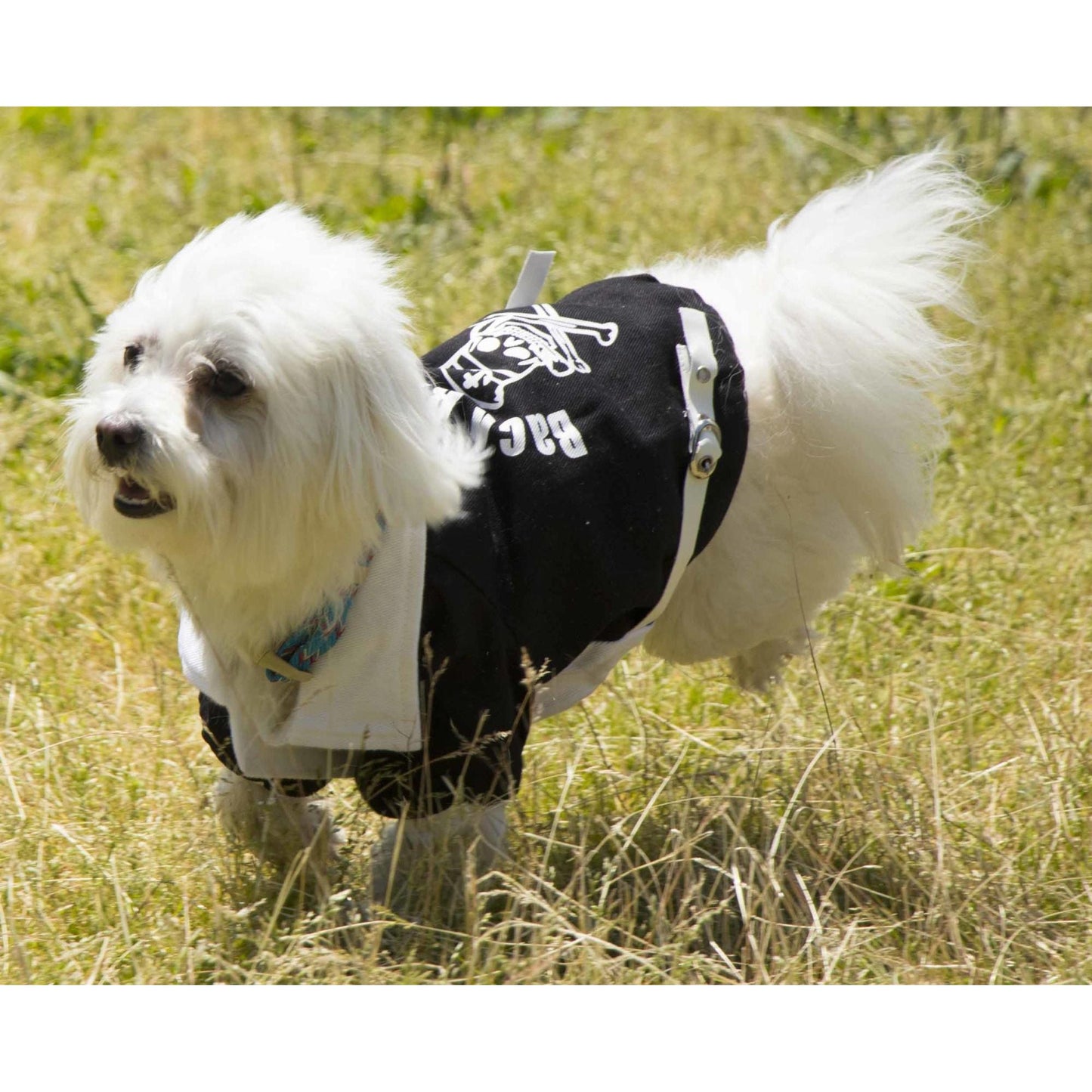 Adjustable Dog Jacket