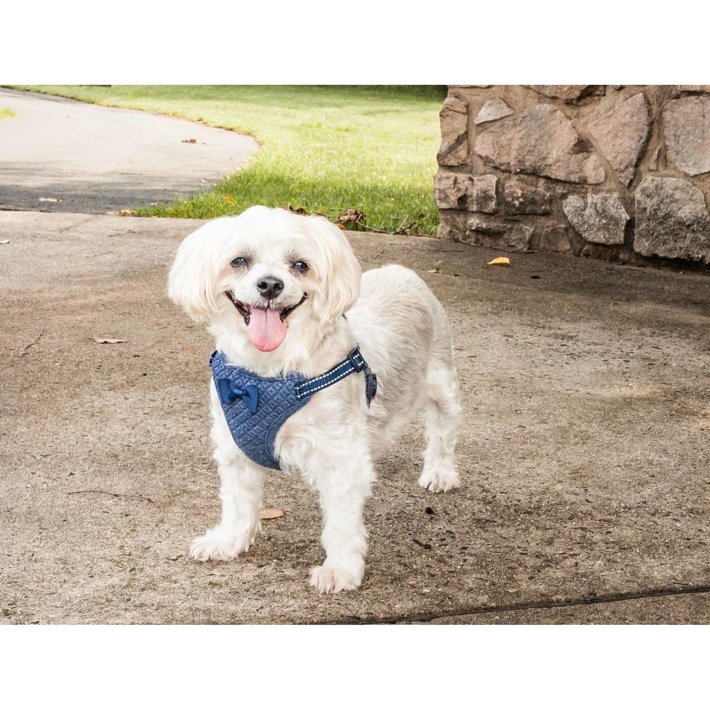 Dog Harness with Bowtie Straps