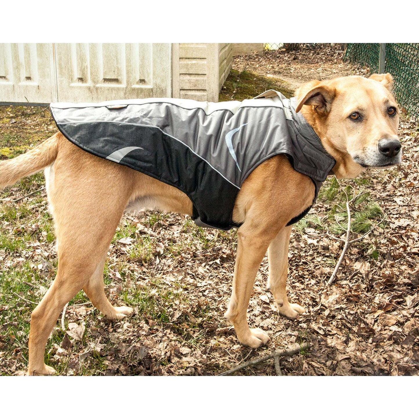 Waterproof and warm dog coat with easy on/off access. Fashion