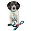 Indestructible dog leash and collar. Straps