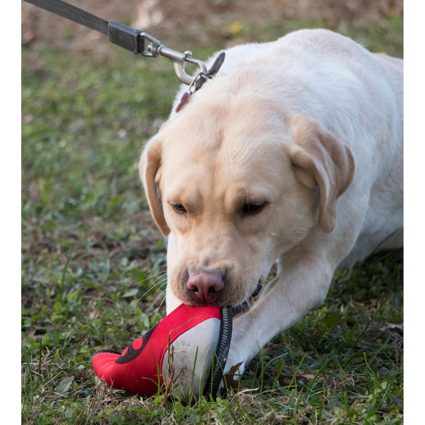 Active-Life Extreme Neoprene Floatation Frisbee Chew-Tough Dog Toy: Durable, waterproof, and perfect for outdoor water play. - Wolldi