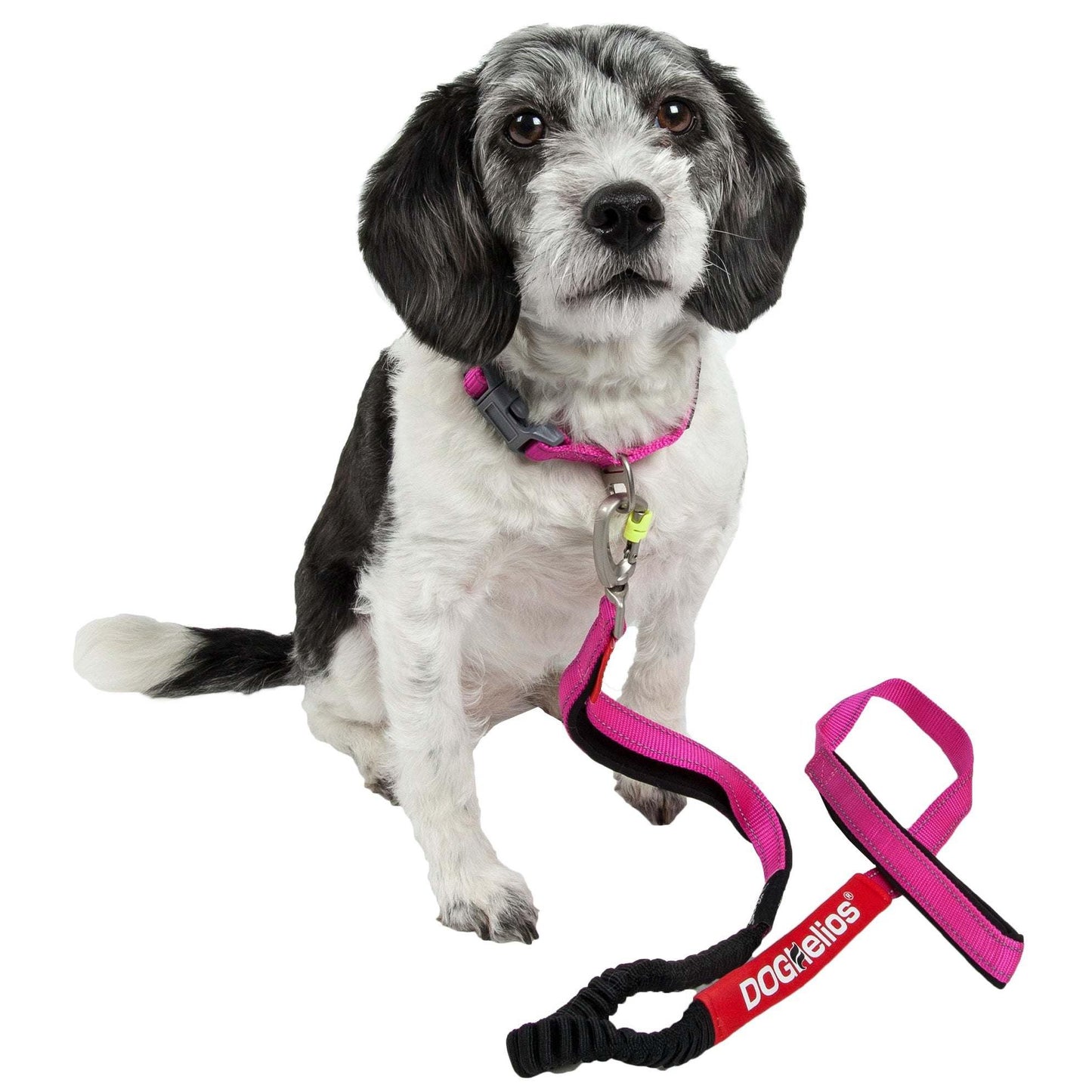 Indestructible dog leash and collar. Straps