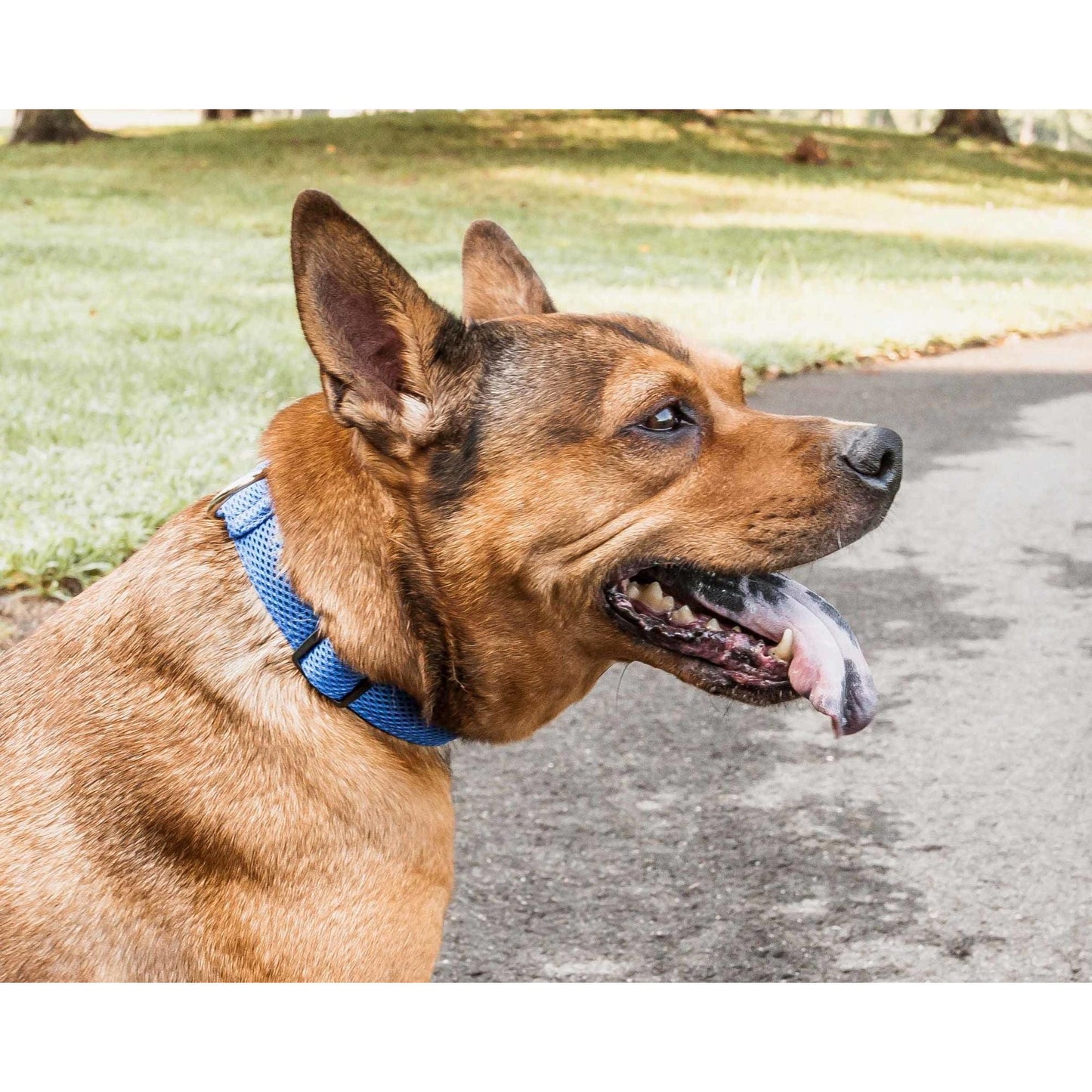 Breathable Dog Collar Straps