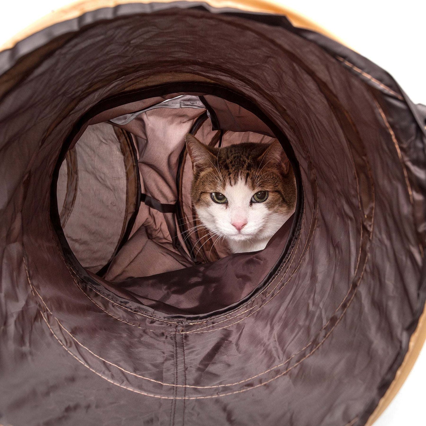 Kitty Cat Tunnel Playtime