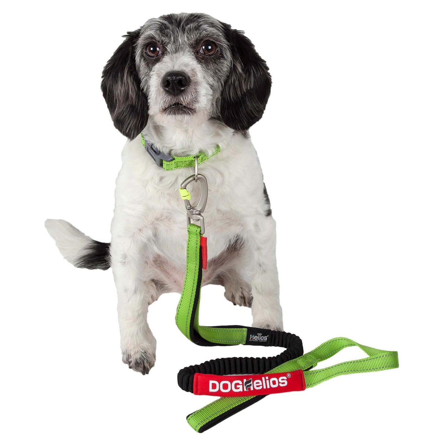 Indestructible dog leash and collar. Straps