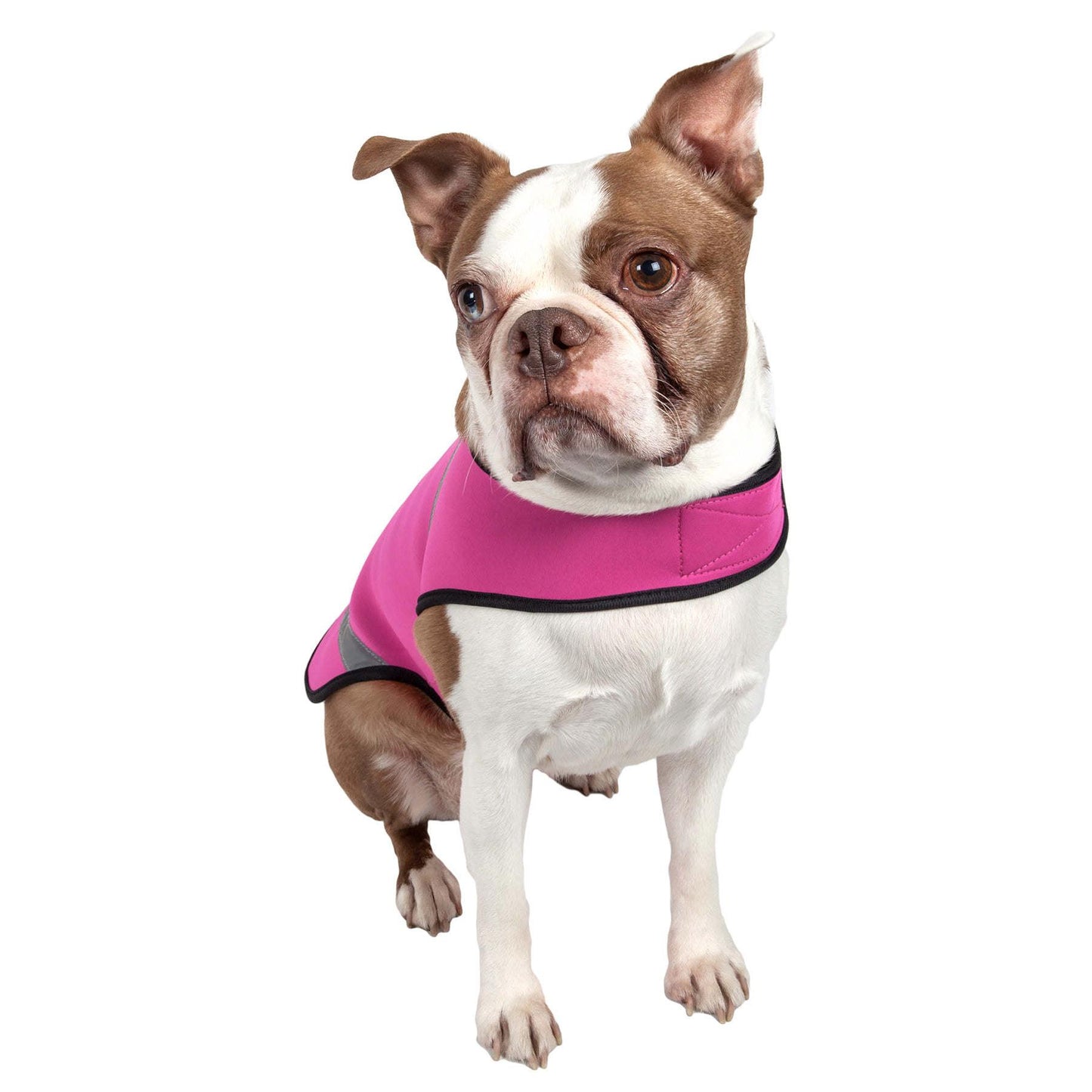 Neoprene adjustable dog coat for recovery and weight loss.