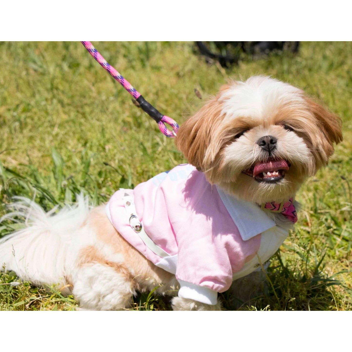 Fashionable pet coat with buckle design