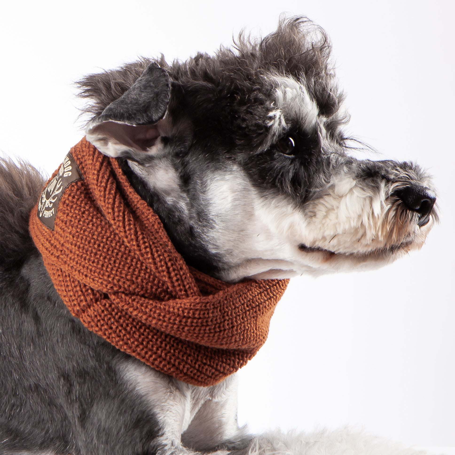 Dog winter scarf best sale