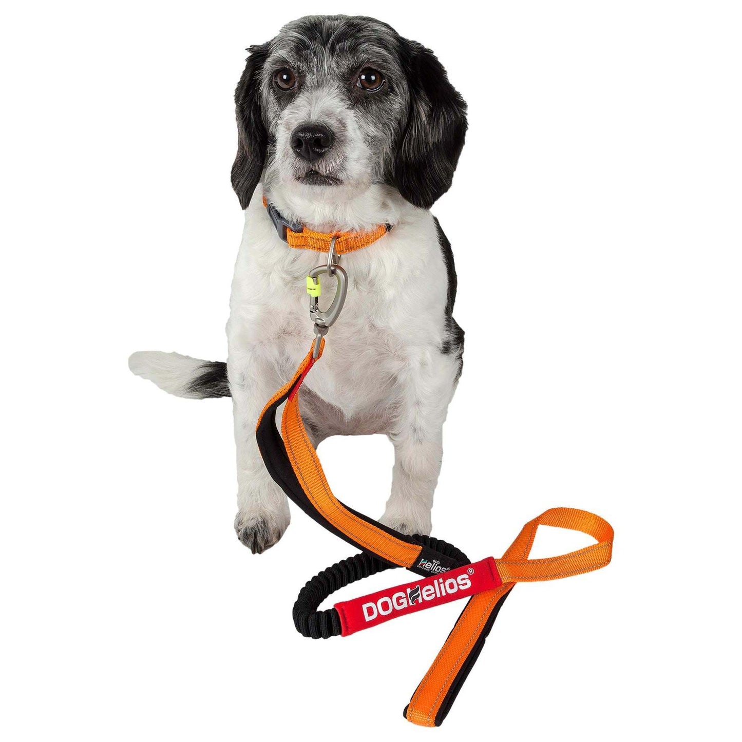 Indestructible dog leash and collar. Straps