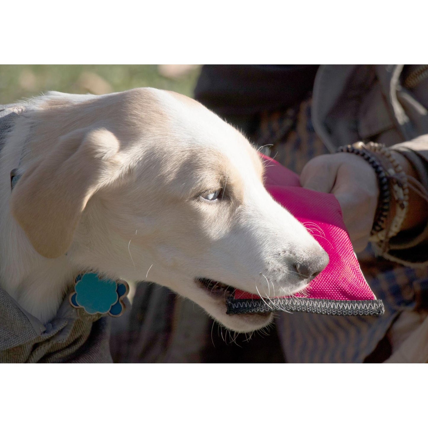 Durable and floatable dog toy made of tear-proof neoprene for active play. - Wolldi