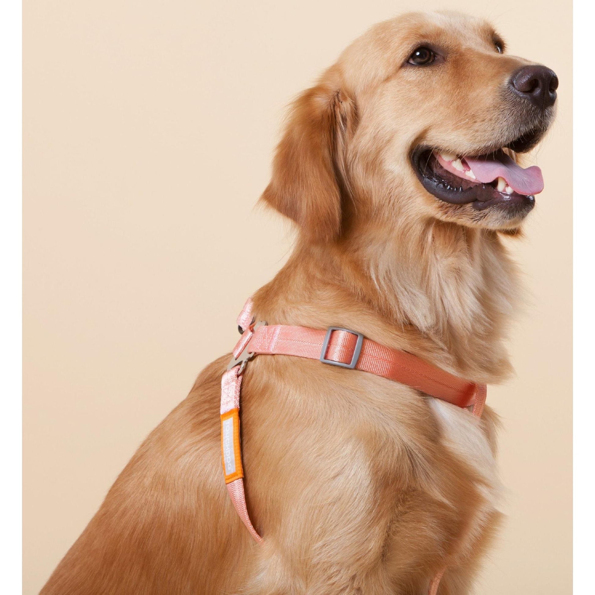 Touchdog 'Macaron' 2-in-1 Nylon Dog Harness and Leash with Comfortable Grip. - Wolldi