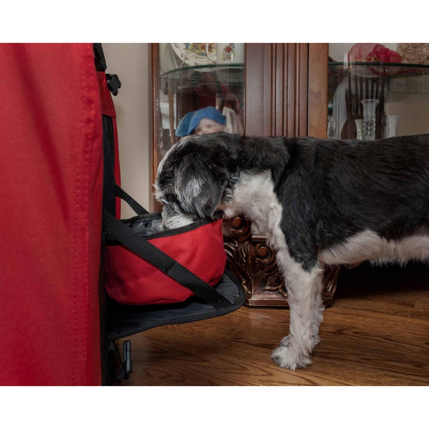 Collapsible Pet Crate with Built-In Tray and Leash Securer Transport