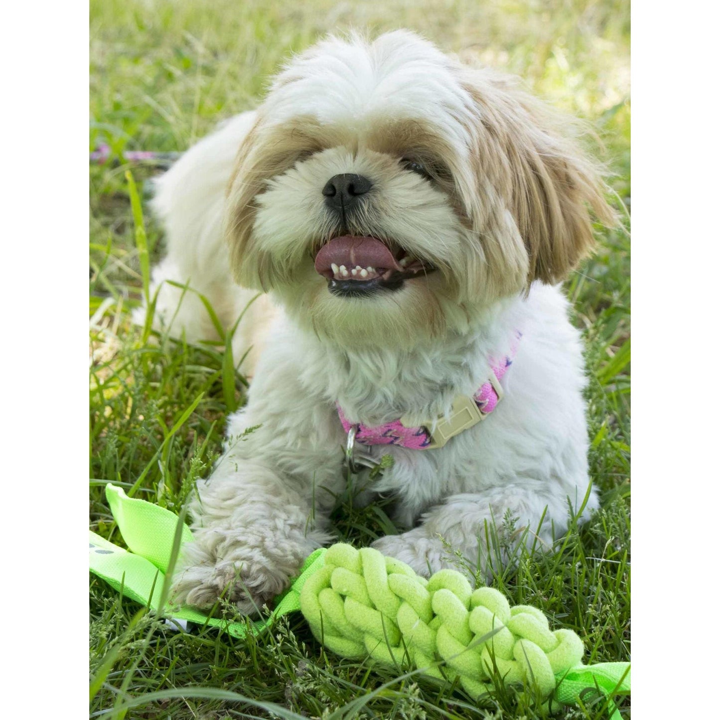 Eco-friendly squeaky dog rope toy. Playtime